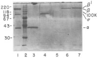 SDS-PAGE pattern of Escherichia coli RNA polymerase subunits eluted from Immobilon membrane.