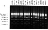 Separation of the seven smallest chromosomal DNA bands of S.