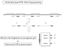 Motif-dependent PCR DNA fingerprinting.