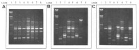 Agarose gel (1%) electrophoresis of inter-repetitive extragenic palindromic (REP) amplification products.