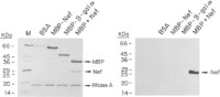UV crosslinking assay of HIV-1 nef protein using biotinylated riboprobe.
