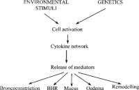 Release of mediators in asthma is likely to be the final pathway of interaction between cell activation and cytokine network.
