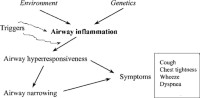 Interactions between environmental and genetic factors in the induction of chronic inflammation in asthma, leading to airway hyperresponsiveness and narrowing, which underlie the clinical presentation.