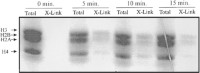 Sodium dodecyl sulfate-polyacrylamide gel electrophoresis (SDS-PAGE) of total cellular proteins and formaldehyde-DNA-crosslinked proteins.