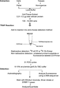 Flow chart of the standard TRAP assay using a single tube reaction.