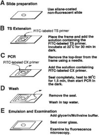Protocol of the in situ TRAP assay.