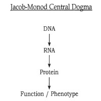 Central dogma of molecular function and information flow.