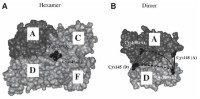 Protein cross-linking based on structural design to probe the quaternary structure.