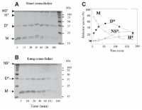 In Vitro cross-linking of NDPK-B hexamer with short and long cysteine specific cross-linkers.