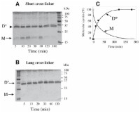 In vitro cross-linking of the dimeric mutant of NDPK-B with short and long cysteine specific cross-linkers Purified dimeric mutant, 0.02 mg/mL (1.2 μM, subunit concentration) was treated with either the short (BMOE) (A), or the long cross-linker (BM[PEO]3) (B), according to the instructions described in Subheading 3.2.2. and using 0.1 mM of the cross-linker.