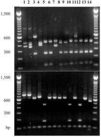 Differentiation of common Cryptosporidium species and genotypes by a nested PCR-RFLP procedure based on the SSU rRNA gene.
