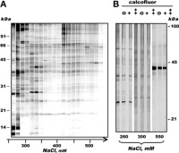 IEC/SDS-PAGE separation of PM proteins from S.