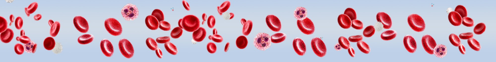 Headerbild Erythrozyten und Leukozyten