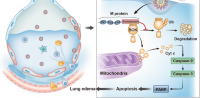 Graphical Abstract