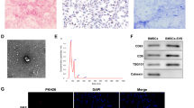 stem cells term paper