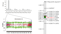 Mapping stripe rust resistance gene YrZH22 in Chinese wheat cultivar ...