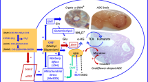 High Gchd Glutaryl-CoA dehydrogenase (GCDH) enhances renal malignancy risk via ...