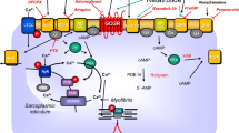 Characterization of the K+-channel-coupled adenosine receptor in guinea pig atria | Naunyn-Schmiedeberg's Archives of Pharmacology