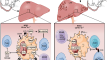 The role of myeloid-derived suppressor cells in liver cancer | Discover ...