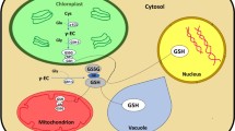 Chemistry, Biosynthesis, and Antioxidative Function of Glutathione in Plants