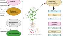 Exploring the Potential of Bacterial Endophytes in Plant Disease ...
