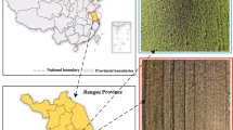 methodology for analysis of images methodology for analysis of images