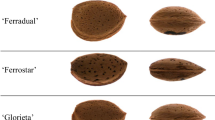 Investigation of Nut Quality Changes in Almond Cultivars from ...