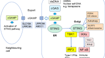 cGAS-STING signaling in brain aging and neurodegeneration: molecular ...
