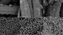 Homogeneously deposited polyaniline on etched porous carbon cloth ...