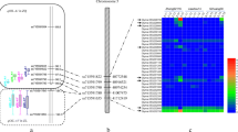 QTL mapping and multi-omics identify candidate genes for protein and ...
