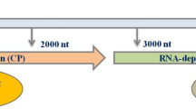 Full-genome sequence of a novel potyvirus infecting Sauropus androgynus ...