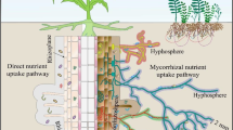 Mycorrhizal fungi respiration dynamics in relation to gross primary ...