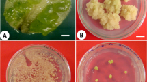 literature review plant tissue culture