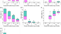 Optimization of callus induction and bioactive compound production in ...