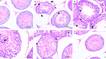 n-acetylcysteine glutathione heavy metal detox mercury The Use of N-Acetylcysteine as a Chelator for Metal Toxicity