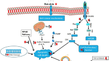Therapeutic effects and mechanisms of action of Baicalein on stomach ...