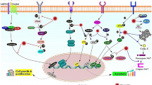 Potential mechanisms of quercetin in cancer prevention: focus on ...