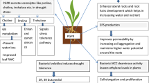 Plant growth-promoting rhizobacteria improve drought tolerance of crops ...