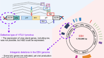 glutathione ebv Epstein–Barr virus infection controls the concentration of the  intracellular antioxidant glutathione by upregulation of the glutamate  transporter EAAT3 in tumor cells | Virus Genes