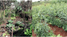research on improving agriculture yields in africa