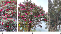 Review on Rhododendron arboreum - a magical tree | Advances in Traditional  Medicine | Springer Nature Link