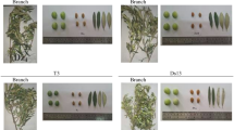 Floral and Fruit Phenology in Three Young Olive (Olea europaea L ...