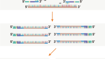 Implementation of Emulsion PCR for Amplification of Click-Modified DNA ...