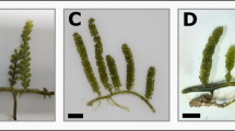 Macroalgae Labeles Chemical composition and nutrient profiles of nine red macroalgae ...