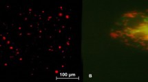 Anticancer agent 3-bromopyruvic acid forms a conjugate with glutathione | Pharmacological Reports