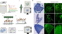 Spatially resolved transcriptomics reveals plant host responses to ...