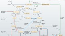 Entner–Doudoroff Pathway | Springer Nature Link (formerly SpringerLink)