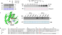 purification of proteins fused to glutathione s-transferase Purification of Proteins Fused to Glutathione S-Transferase