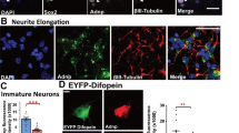 Gephyrin phosphorylation facilitates sexually dimorphic development and ...