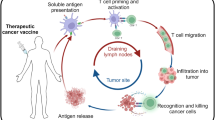 explain the process of antigen presentation